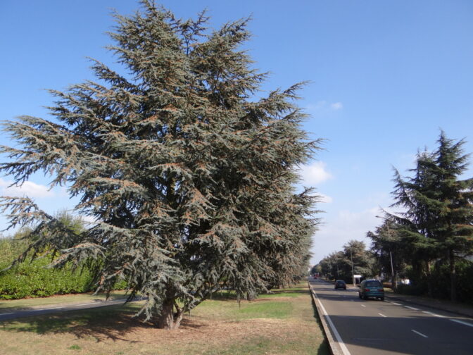 Les Alignements D Arbres En Bordure De Voies De Communication Sont