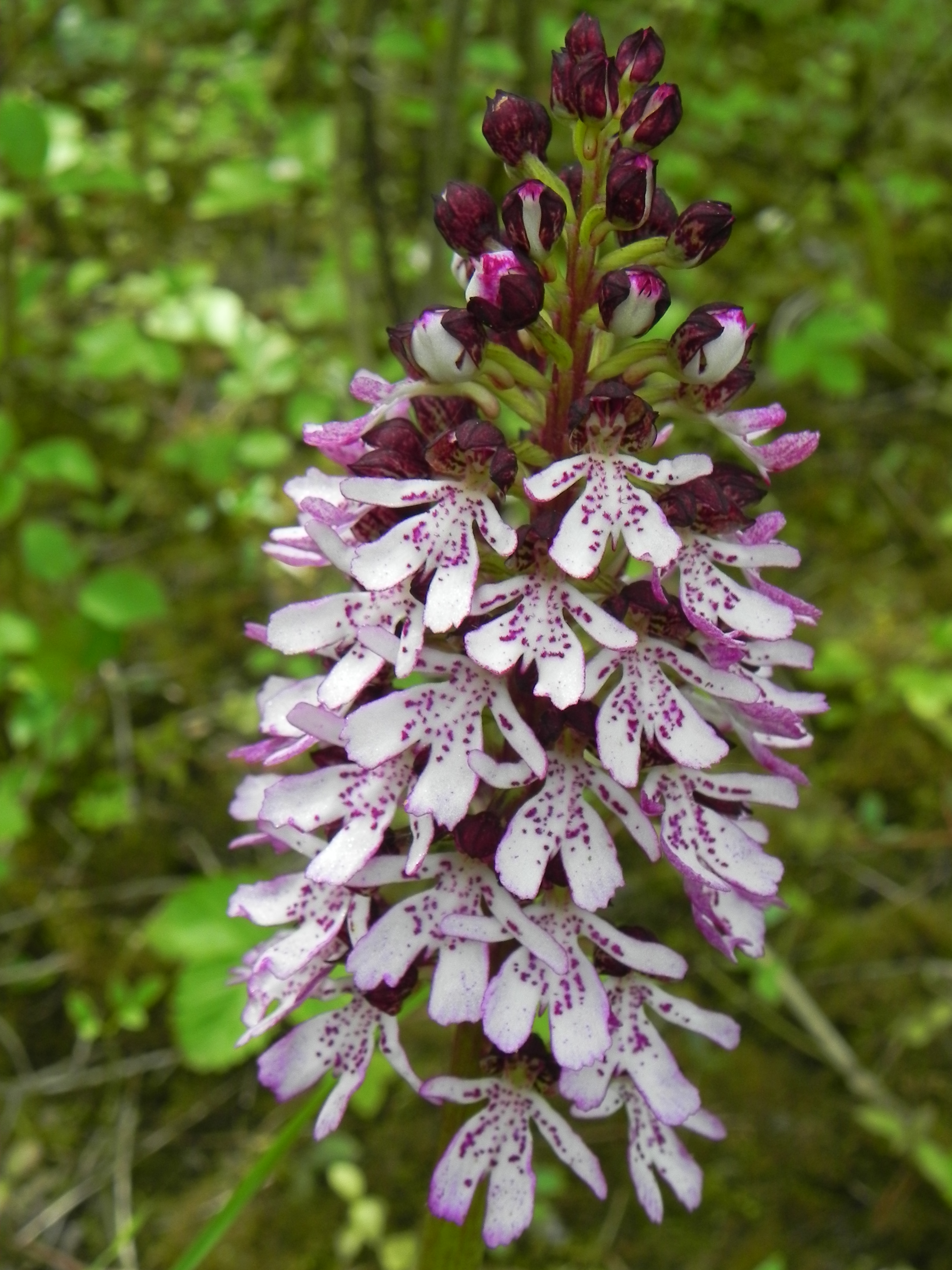 orchis pourpre
