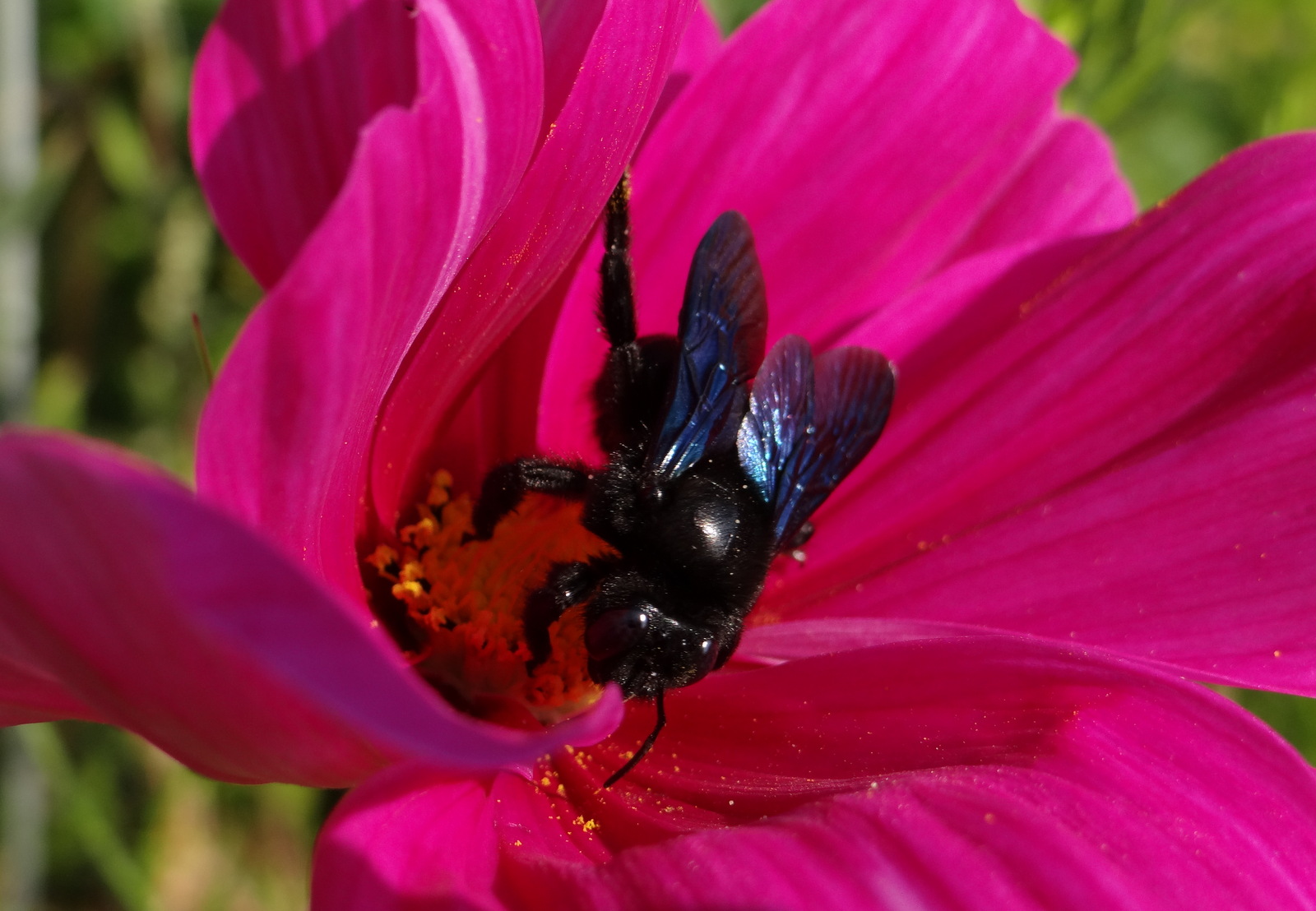 Les abeilles sauvages visitent assidument les fleurs du jardinet