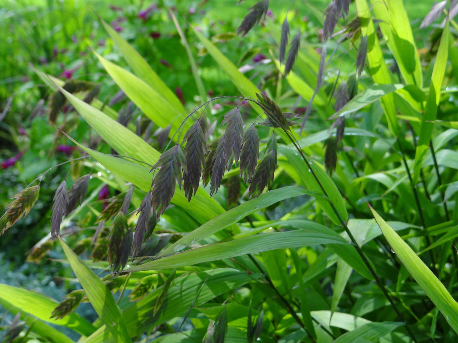 Uniola latifolia, une graminée lente à  s'installer mais de très bel effet