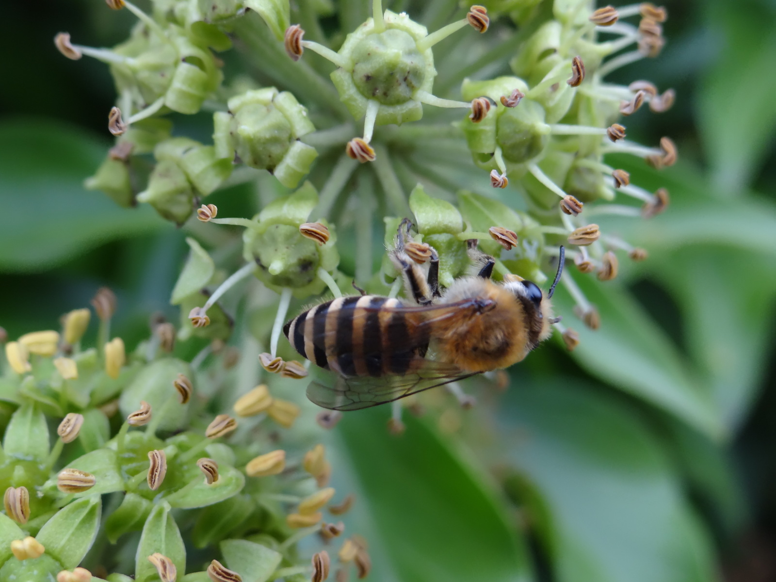 colletes hederae ressemble à  l'abeille domestique. Elle est reconnaissable aux rayures de son abdomen.