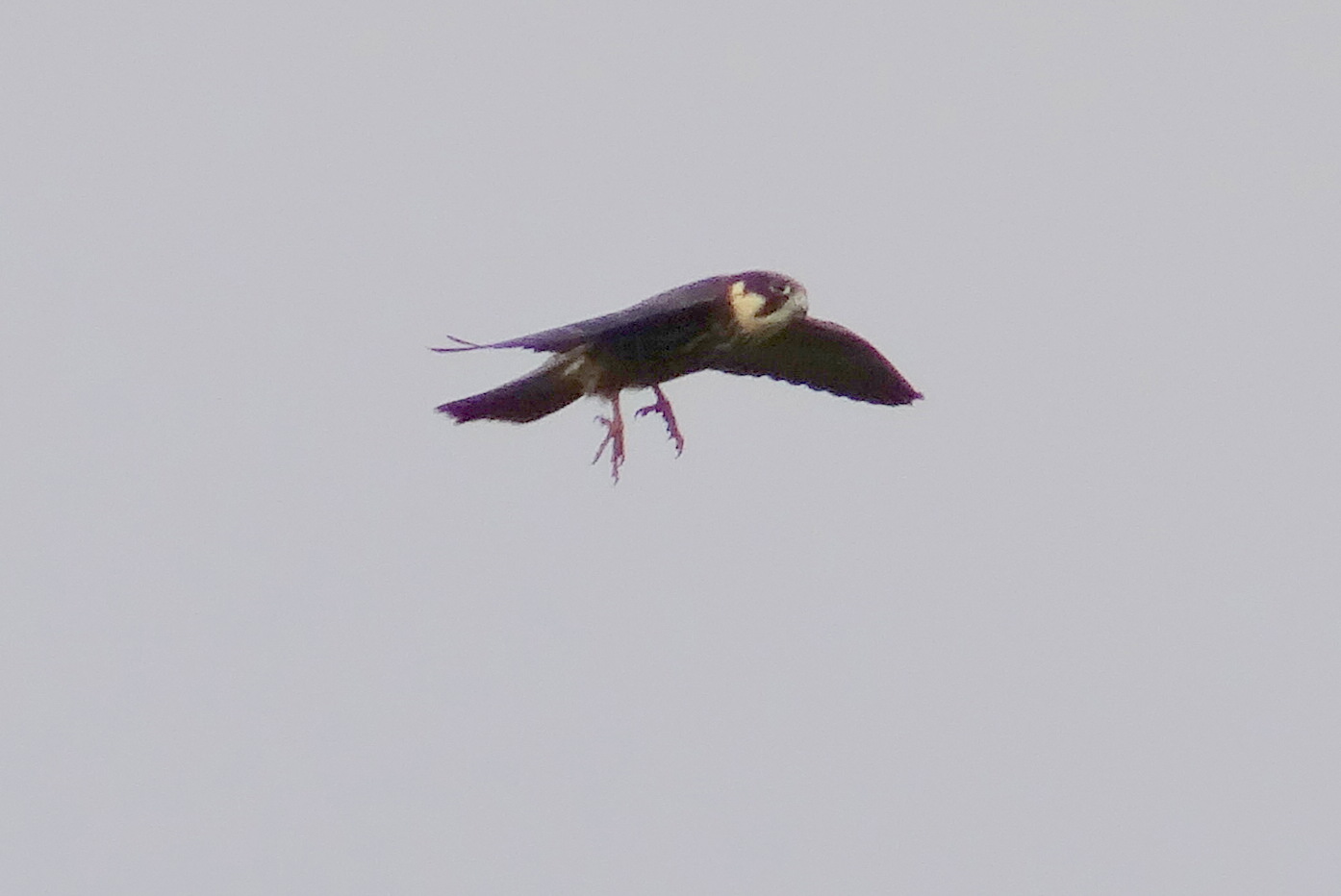 faucon hobereau vu dans le ciel de Jouy-le-Moutier 