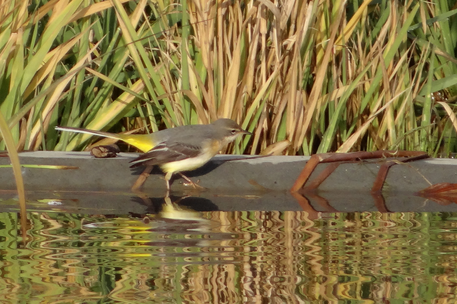 La bergeronnette des ruisseaux se distingue des autres espèces à  sous-caudales jaunes par ses pattes roses.