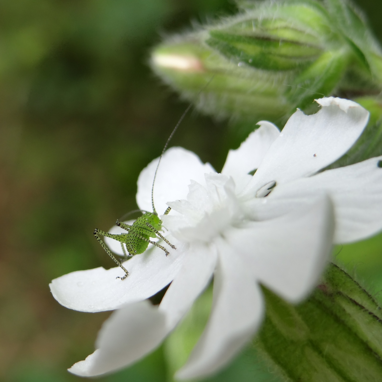 une larve d'orthoptère se régale d'une fleur de compagnon blanc (Osny juin 2013)