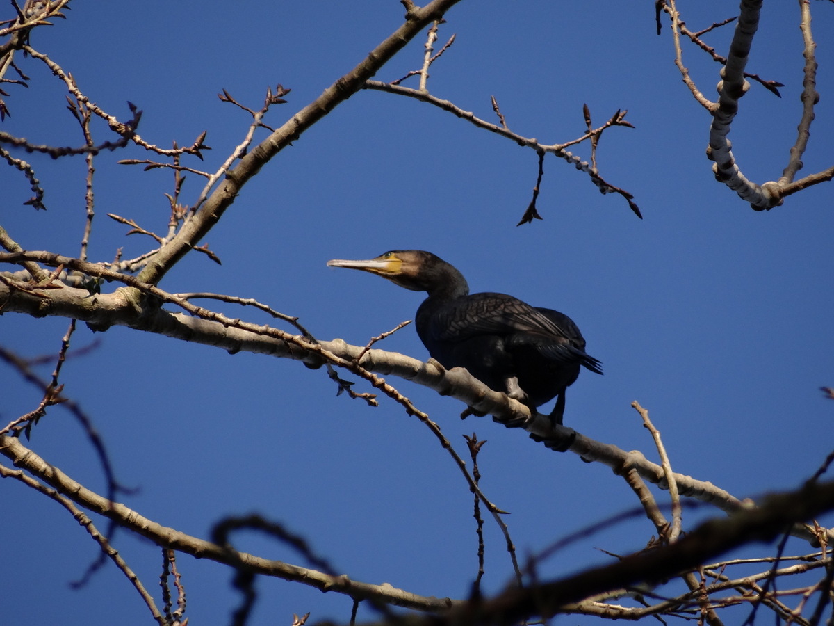 un grand cormoran perché dans un peuplier à  la base de loisirs de Cergy-Pontoise