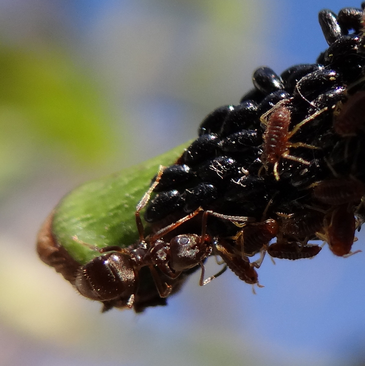 une fourmi sage-femme ? © Gilles Carcasses