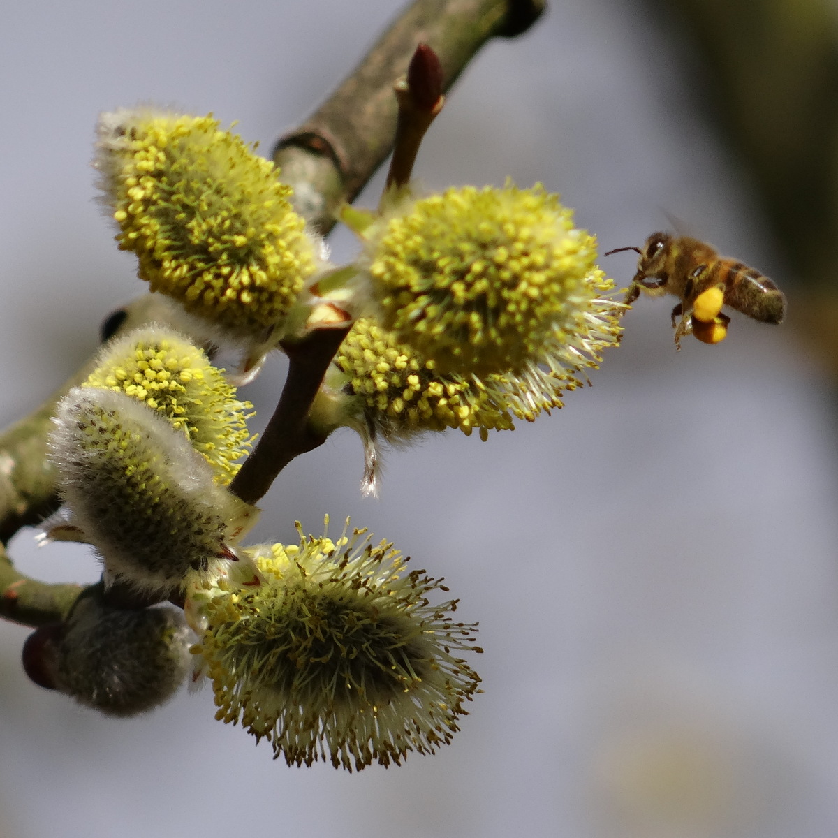 le pollen est récolté sur les pattes postérieures de l'abeille © Gilles Carcasses 