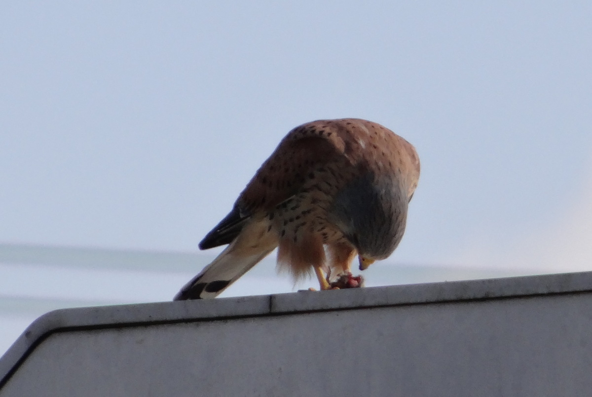 la tête grise nous renseigne sur le sexe de ce faucon crécerelle : c'est un mâle © Gilles Carcasses