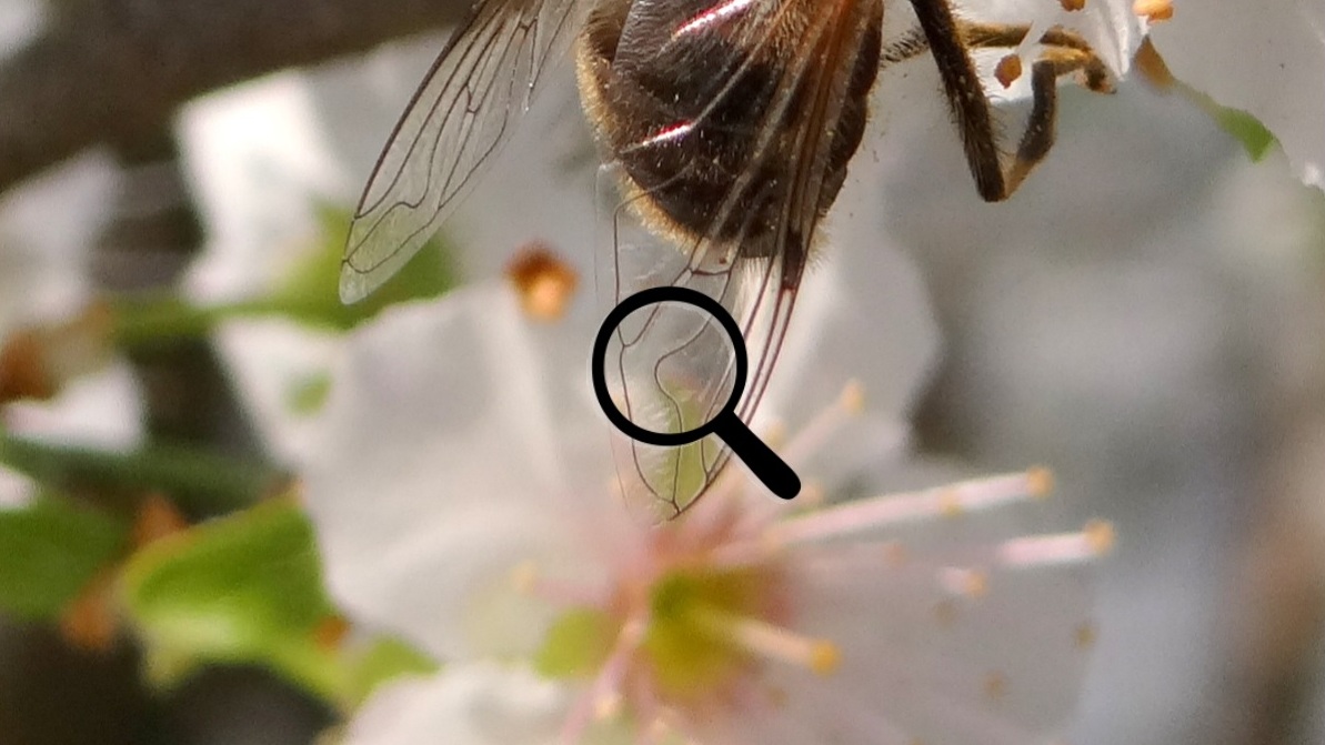 La forme des nervures de l'aile permet d'aller plus loin : cette jolie courbe en "U" de la nervure médiane est typique des éristales.