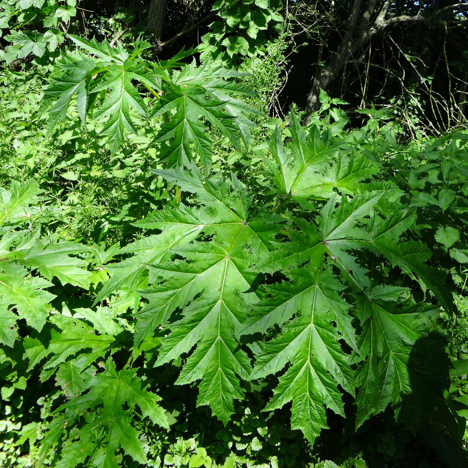 Heracleum mantegazzianum, la berce du Caucase est une plante naturalisée qui se plaît dans nos zones humides. Photographie prise au bord du ru de Liesse à  Saint-Ouen l'Aumône © Gilles Carcassès