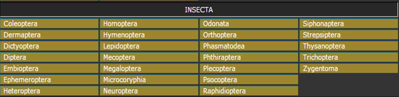 Tableau des ordres des insectes, tiré du site www.galerie-insecte.org