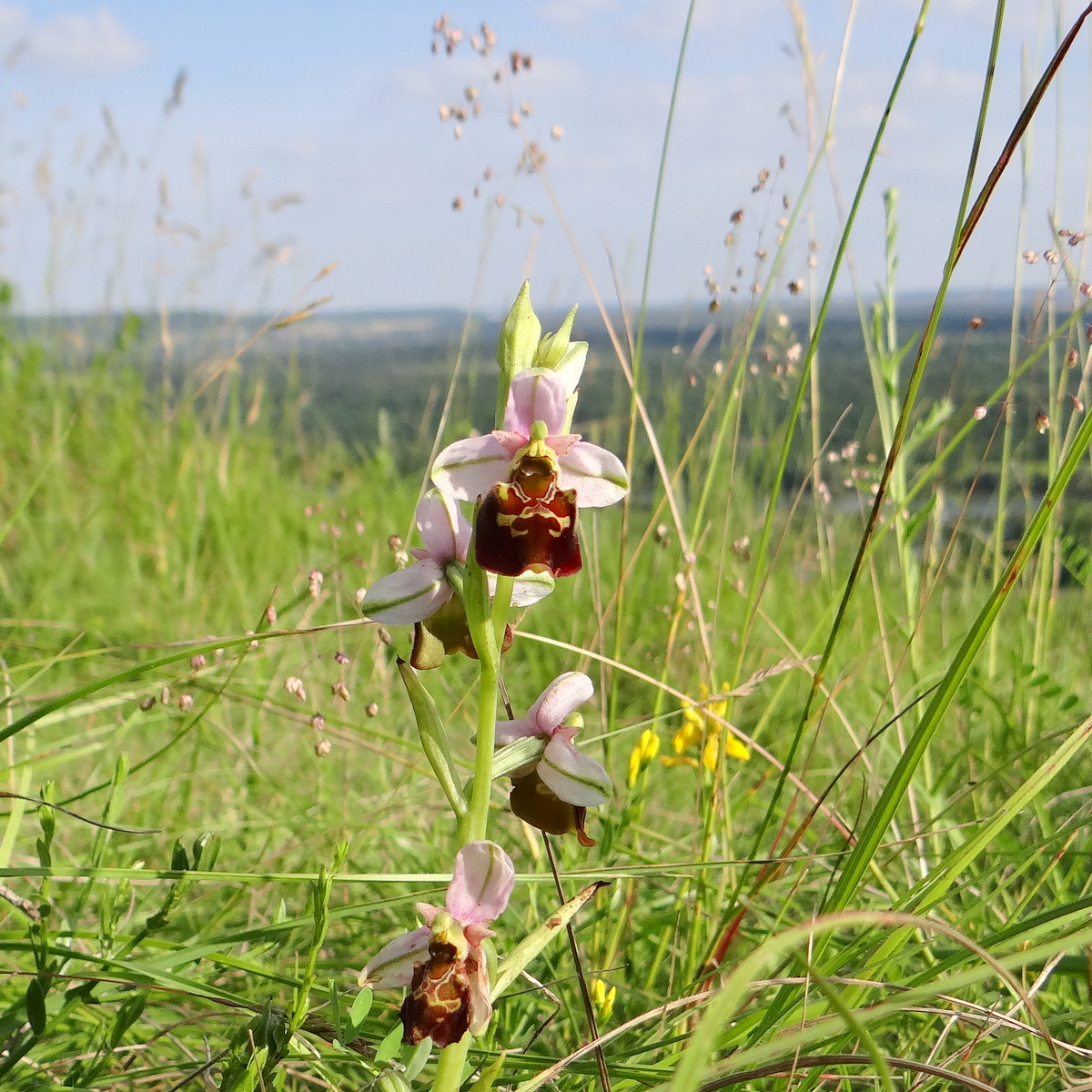 L'ophrys bourdon (Ophrys fuciflora) est ici en compagnie de la brize intermédiaire (Briza intermedia) et du genêt des teinturiers (Genista tinctoria). © Gilles Carcassès