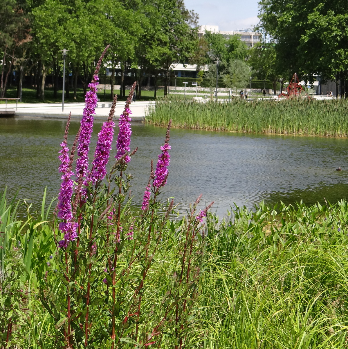 touffe de salicaire au bord du bassin du parc François-Mitterrand à  Cergy © Gilles Carcassès