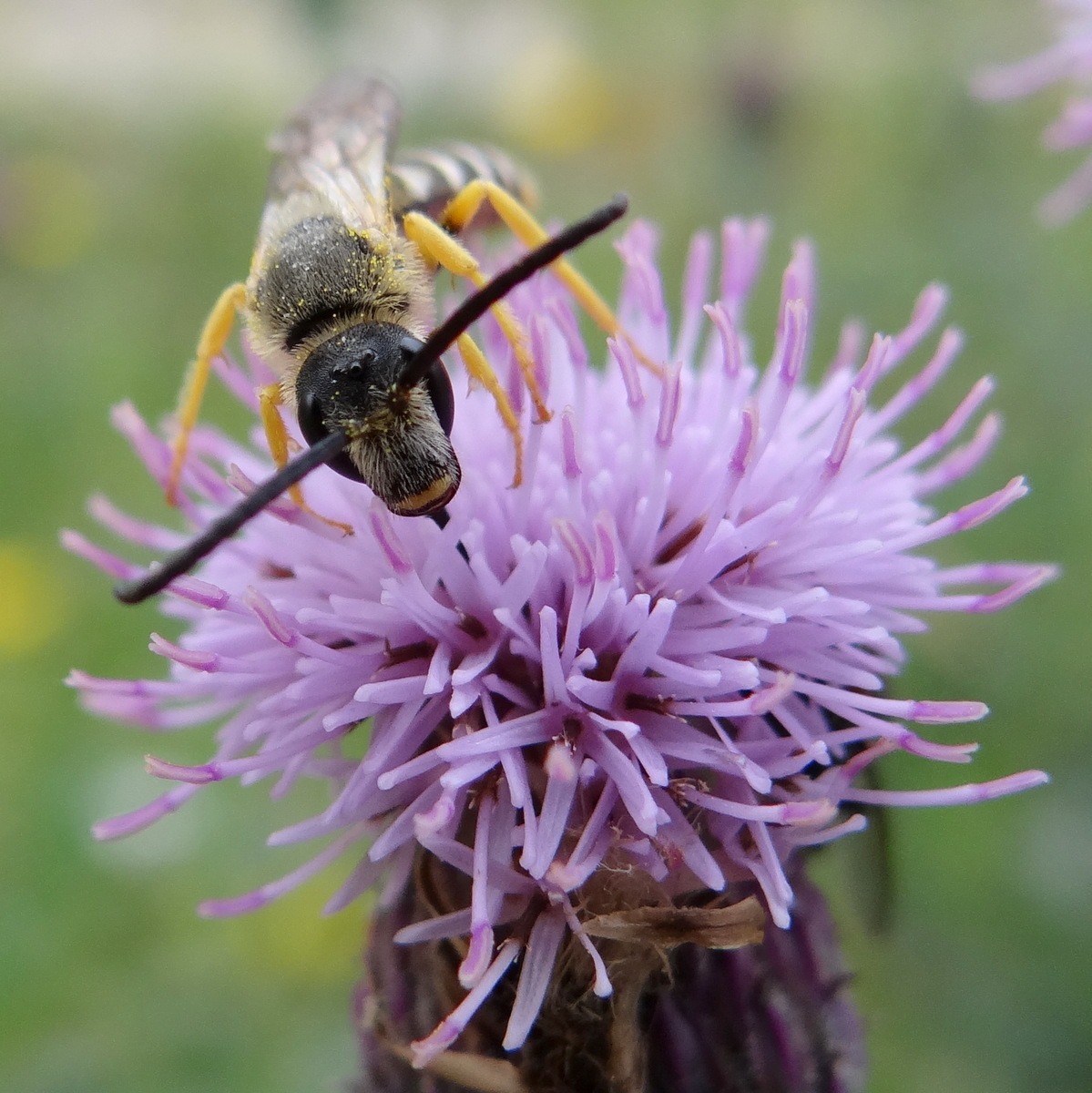 Les fleurs riches en nectar du chardon des champs sont très visitées par les hyménoptères © Gilles Carcassès