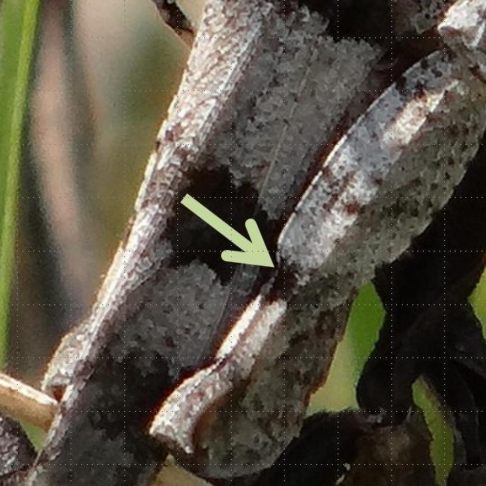 La flèche montre le décrochement de la carène sur le fémur de la troisième patte, caractéristique de l'espèce © Gilles Carcassès