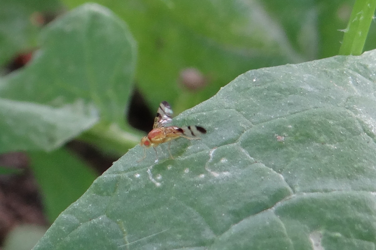 Trypeta zoe, une mouche mineuse de feuilles de la famille des Tephritidae  © Gilles Carcassès