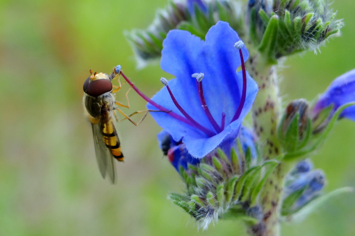 Les diptères aussi te participents à  la pollinisation. Ce syrphe ceinturé est posé sur une vipérine. Photographie prise à  Neuville-sur-Oise © Gilles Carcassès