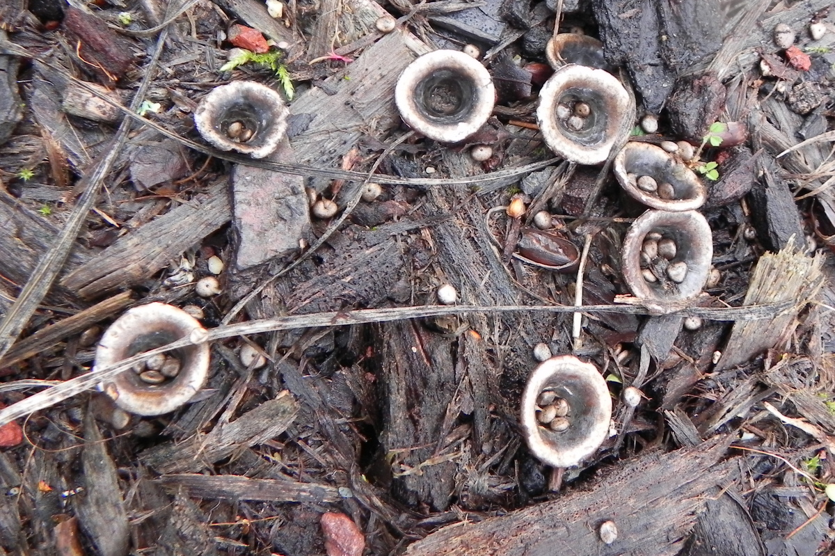 Les Cyathus ressemblent à  de minuscules nids d'oiseaus. les périodioles (les"oeufs") sont expulsés par la pluie qui facilite ainsi la dissémination © Gilles Carcassès