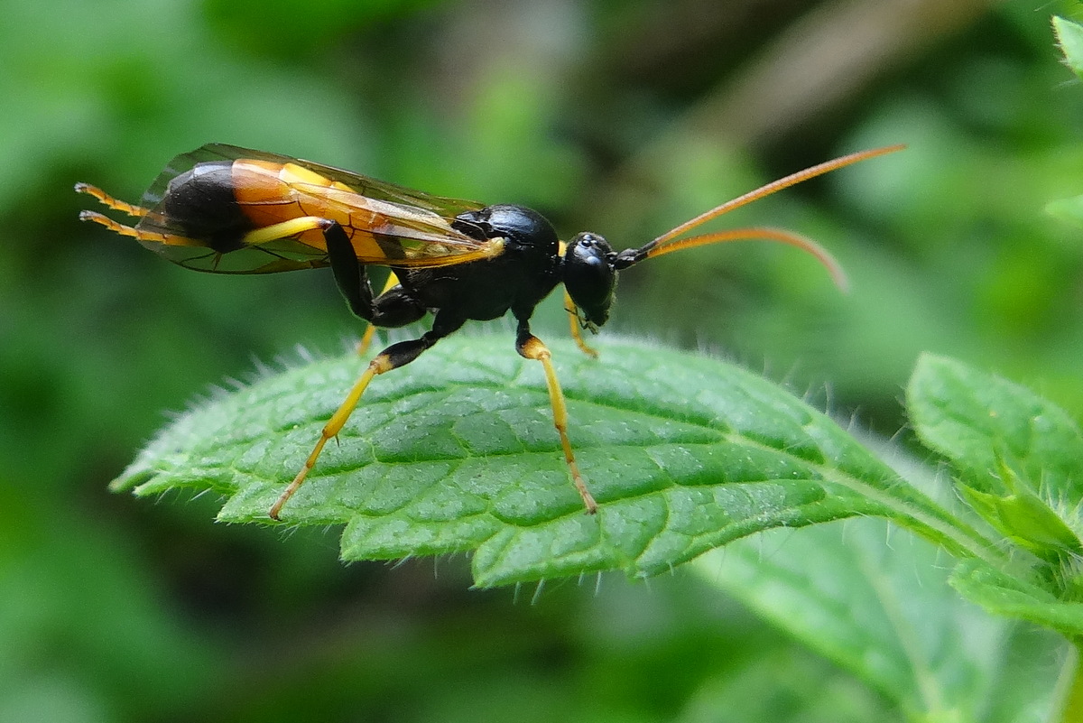 Un joli représentant de l'une des 1500 espèces d'Ichneumonidae visibles en France © Gilles Carcassès