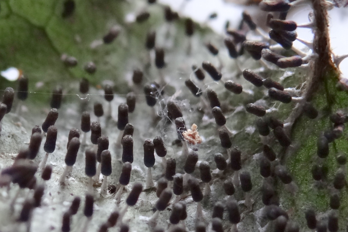 Diachea leucopodia, un myxomycète que l'on rencontre parfois sous les feuilles de lierre. © Gilles Carcassès
