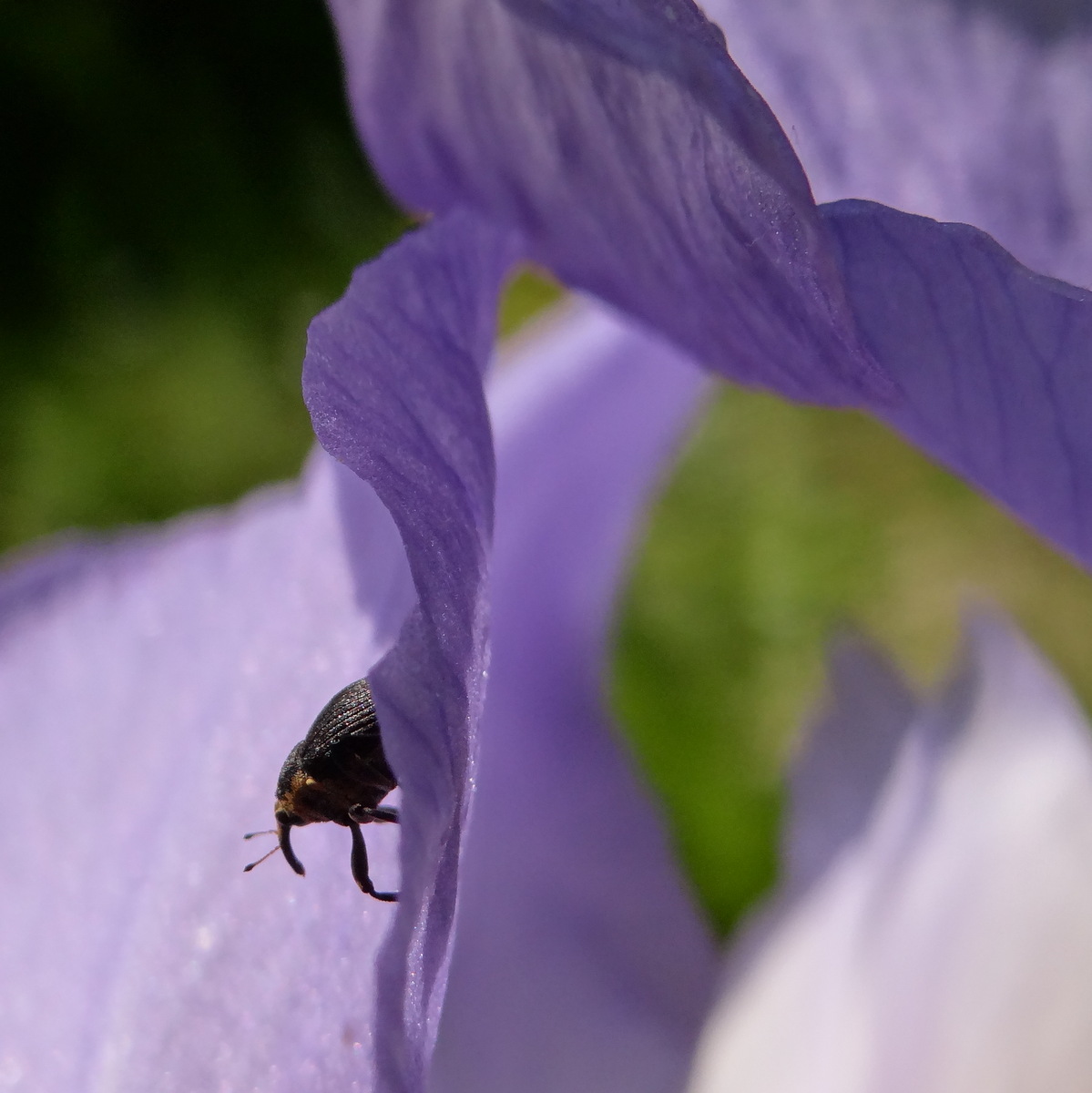 Parfois cet insecte s'égare sur d'autres espèces d'iris  © Gilles Carcassès