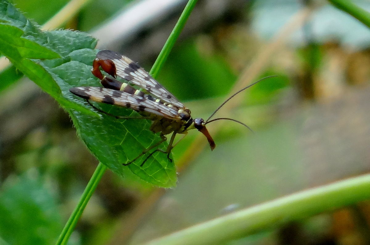 Panorpa, la "mouche scorpion" vue lors de la journée du 2 octobre 2014 © Gilles Carcassès