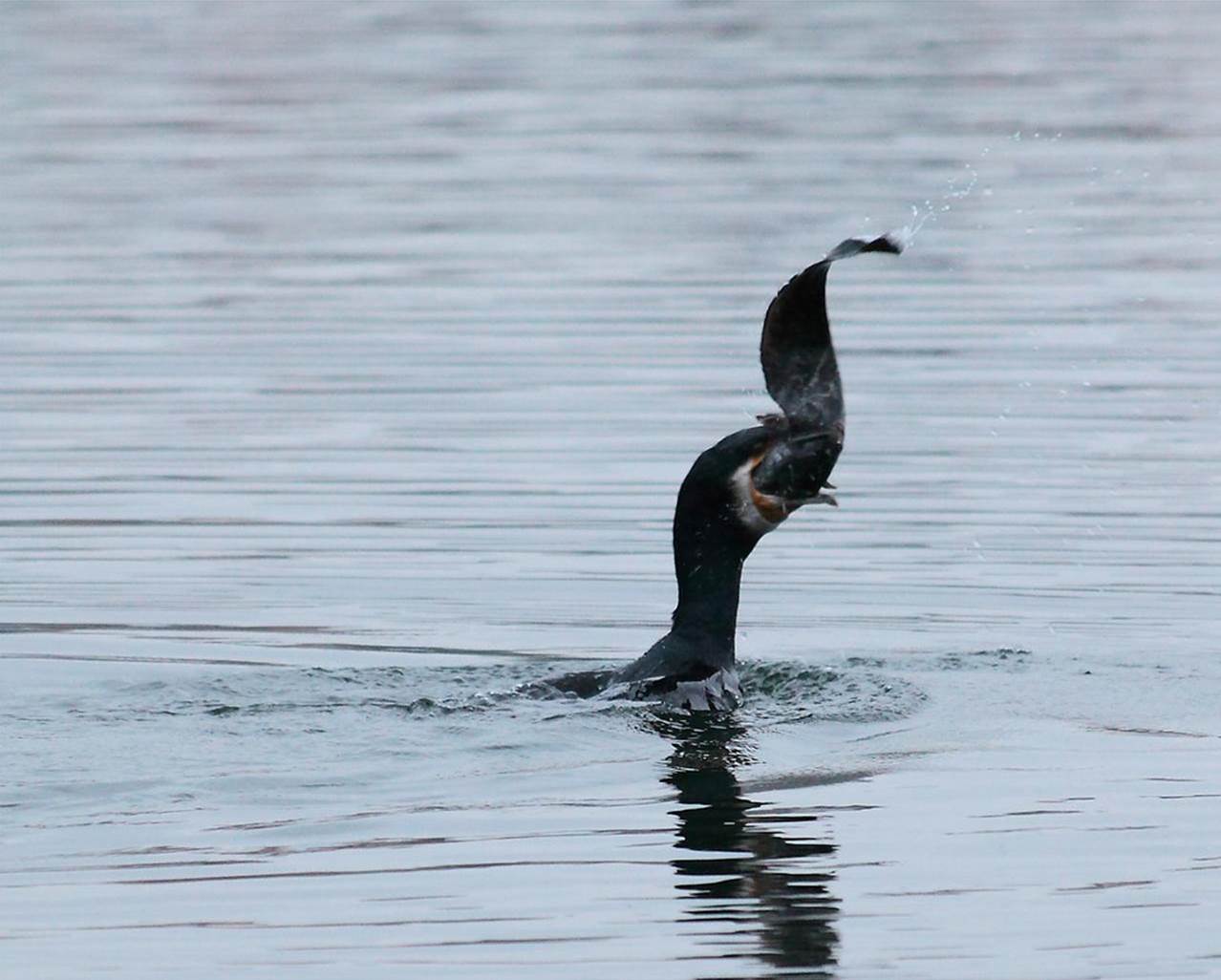 Ce grand cormoran a attrapé un jeune silure au lac de Créteil  © Michel Noà«l