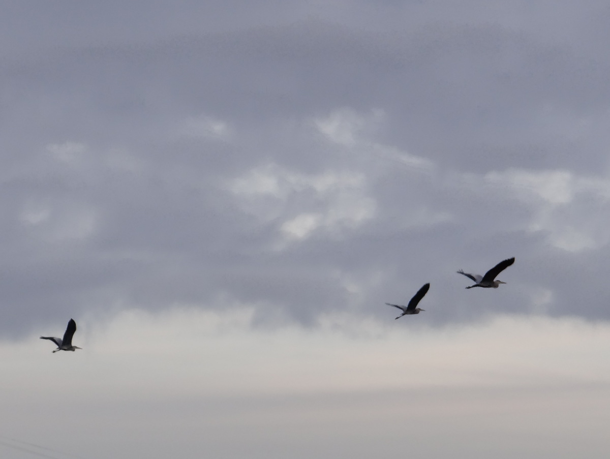 vol de hérons cendrés sous un ciel de novembre © Gilles Carcassès