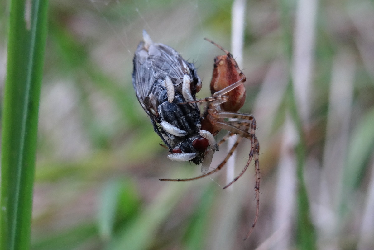 Sarcophagidae sous la morsure d'une araignée © Gilles Carcassès