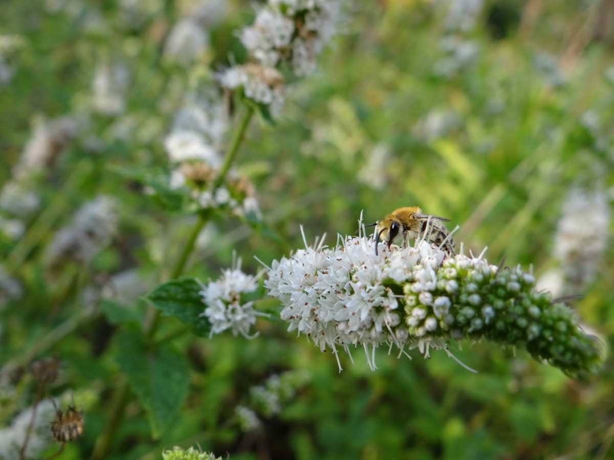 Les fleurs de menthe sont très visitées par les abeilles sauvages © Gilles Carcassès