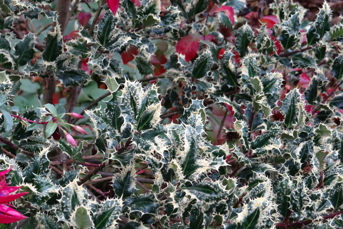 Le houx féroce, Ilex quifolium ferox argentea porte des épines sur la face supérieure des feuilles. © Gilles Carcassès