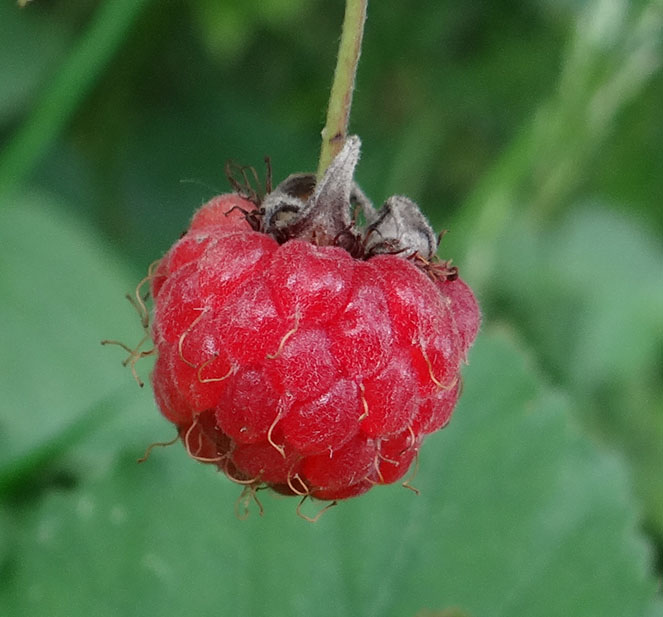 Rubus ideatus (framboisier).  © Gilles Carcassès