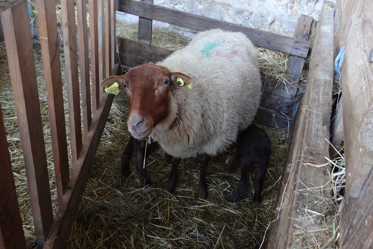 Deux agneaux pour cette Solognote à  la ferme d'Ecancourt © Gilles Carcassès