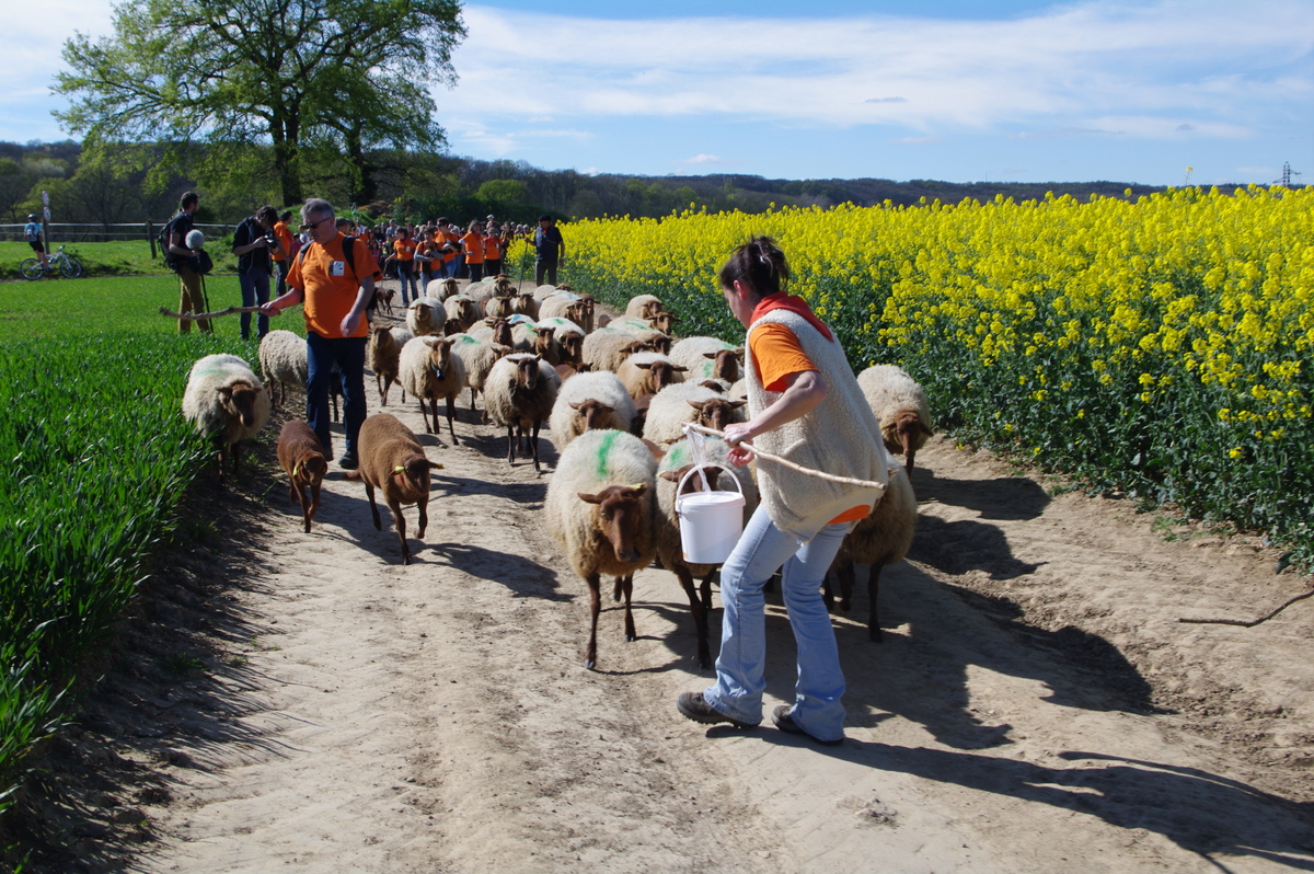 Ils vont par les chemins de ville en ville et distribuent les moutons dans les pâtures. C'est le principe de la transhumance. © Gilles Carcassès