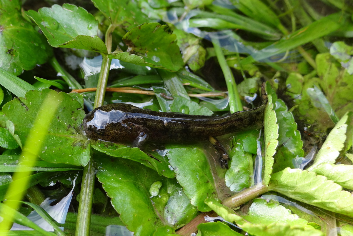 Larve de salamandre à  la ferme d'Ecancourt (Jouy-le-Moutier)  © Gilles Carcassès