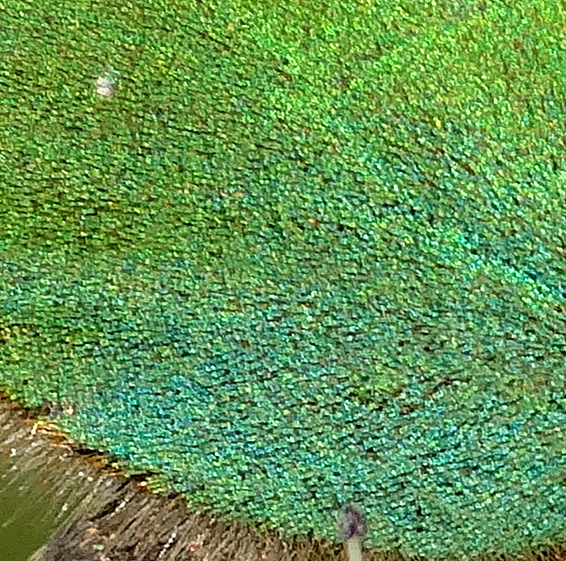 Les écailles des ailes de l'argus vert © Gilles Carcassès