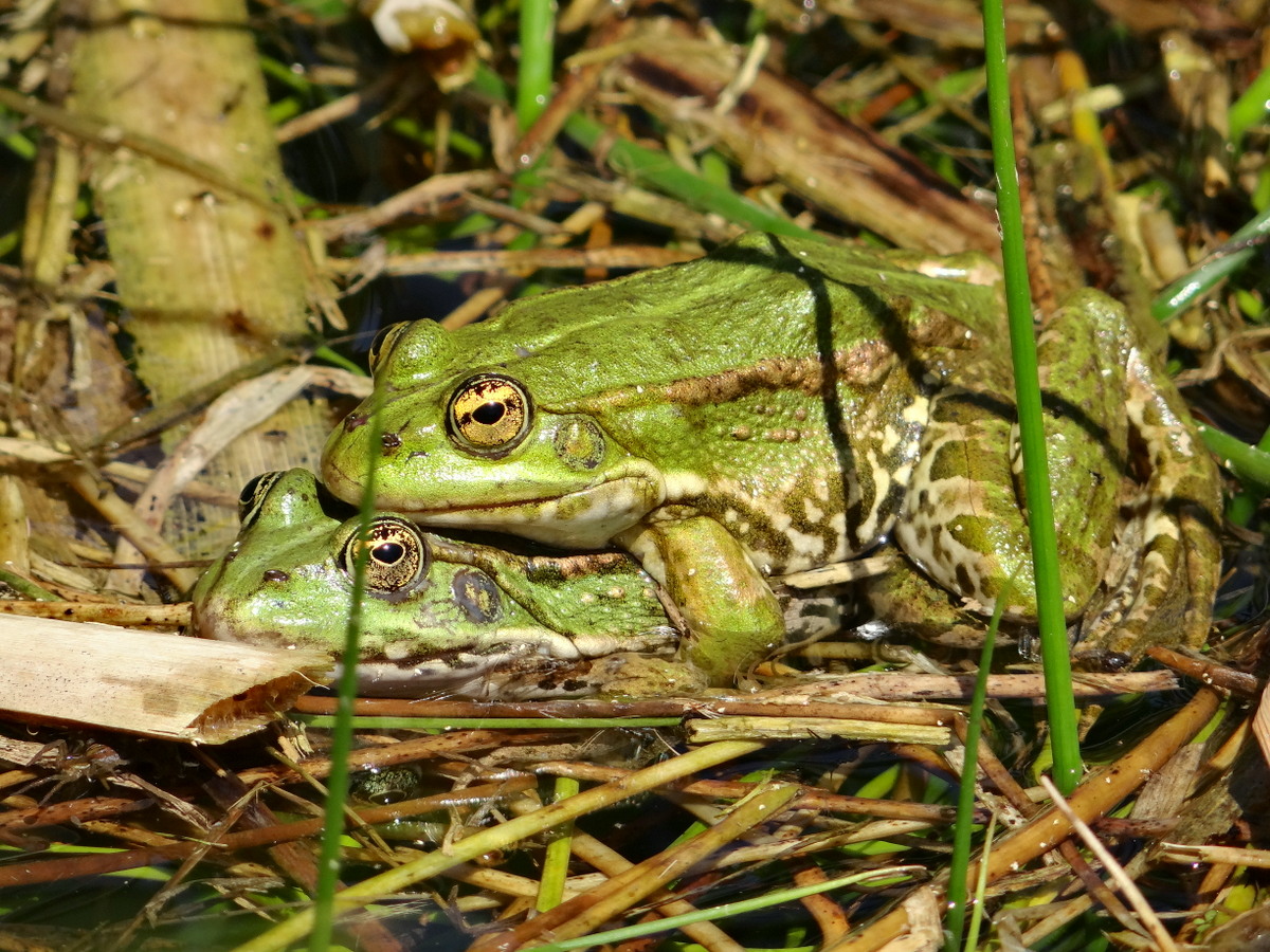 Couple de grenouilles vertes - Saint-Ouen l'Aumône © Gilles Carcassès