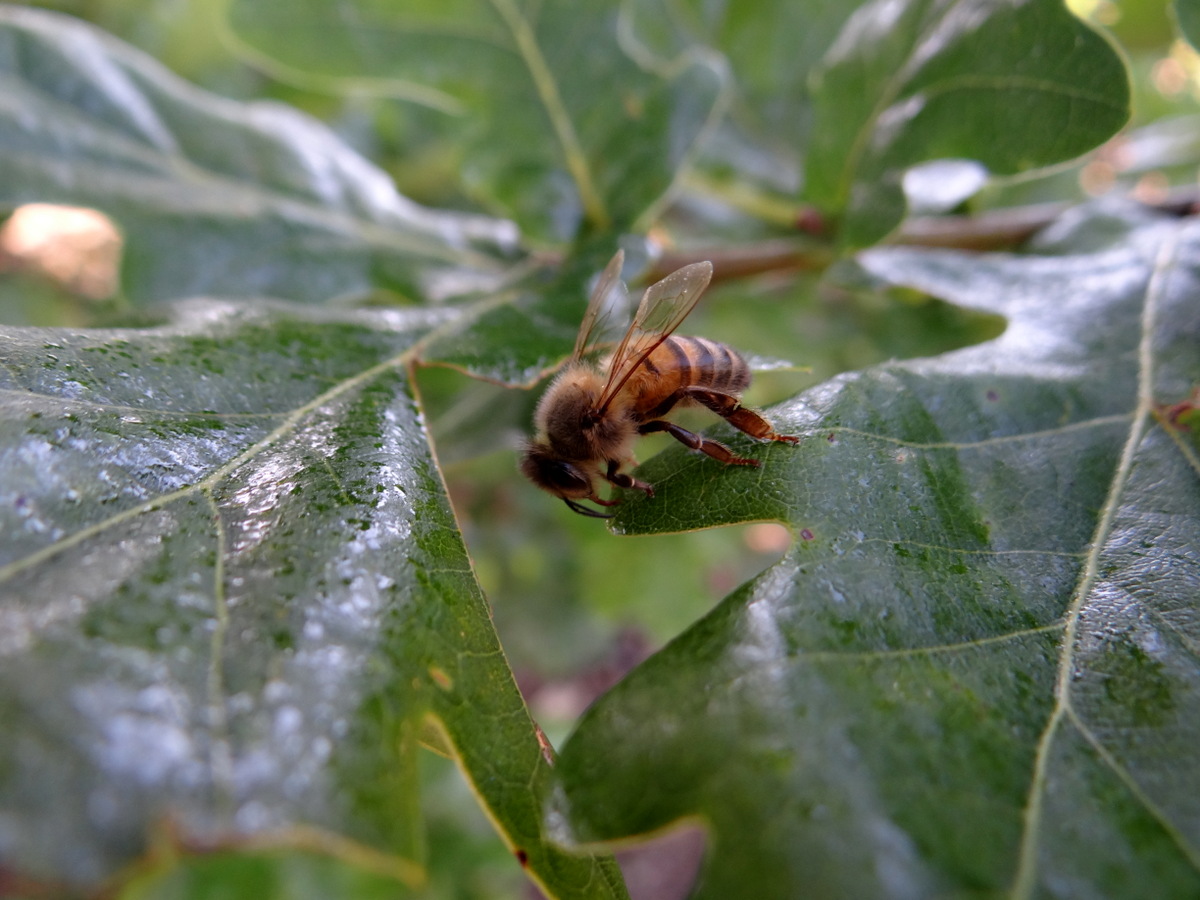 Une abeille domestique lèche une feuille de chêne © Gilles Carcassès