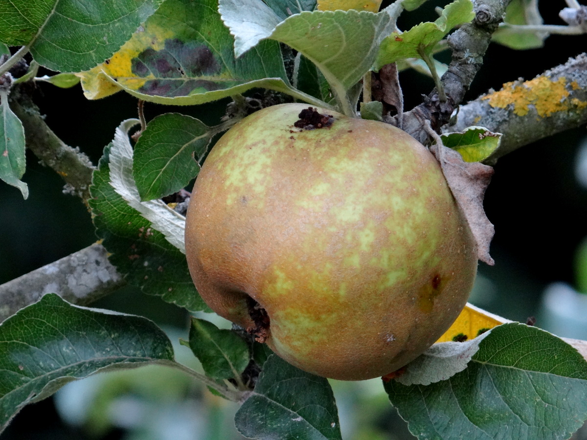 dégât de carpocapse sur pomme © Gilles Carcassès