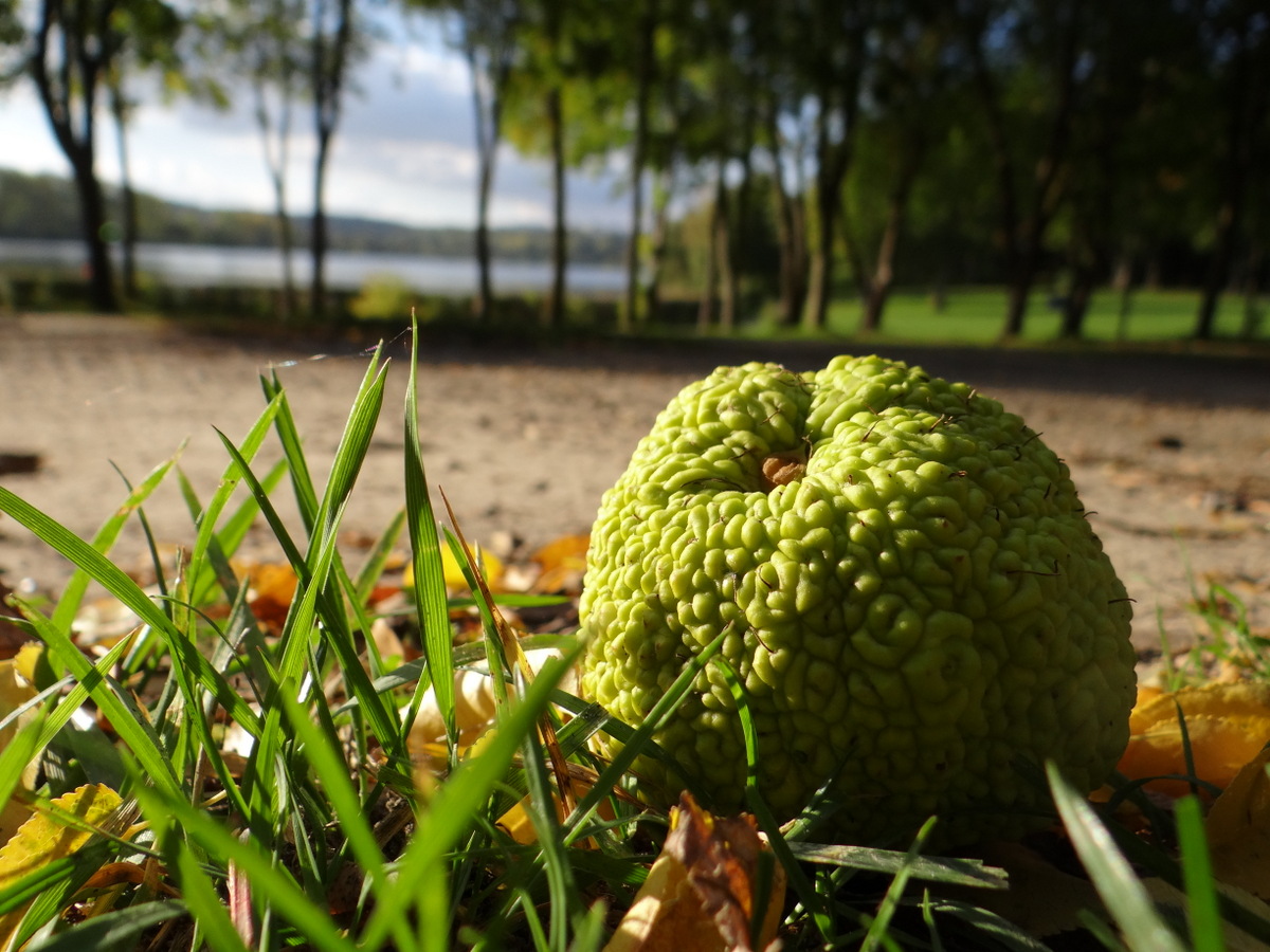 Fruit de Maclura pomifera - Cergy © Gilles Carcassès