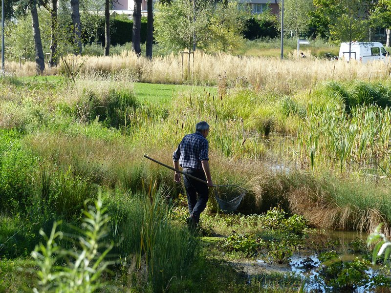 L'entretien écologique du bassin du parc François-Mitterrand à  Cergy © Marion Poiret