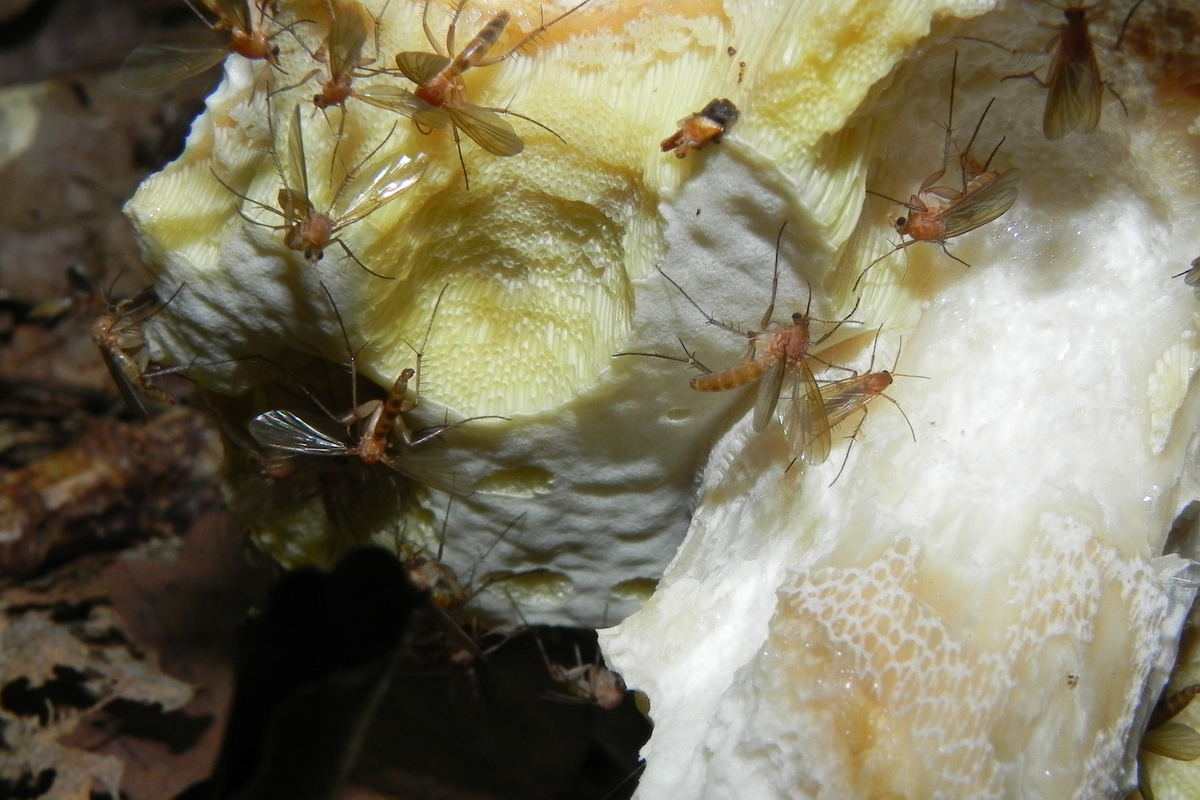 Ces Mycetophilidae s'intéressent à  ce cèpe de Bordeaux déjà  bien entamé par une limace. © Gilles Carcassès