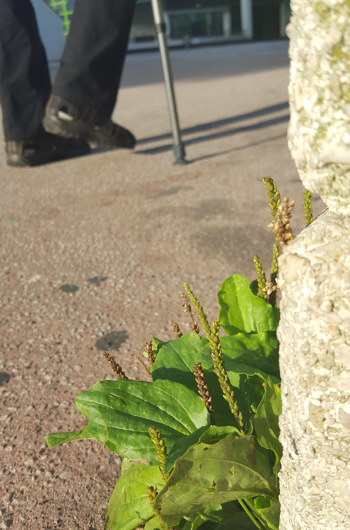 plantago major, plantain