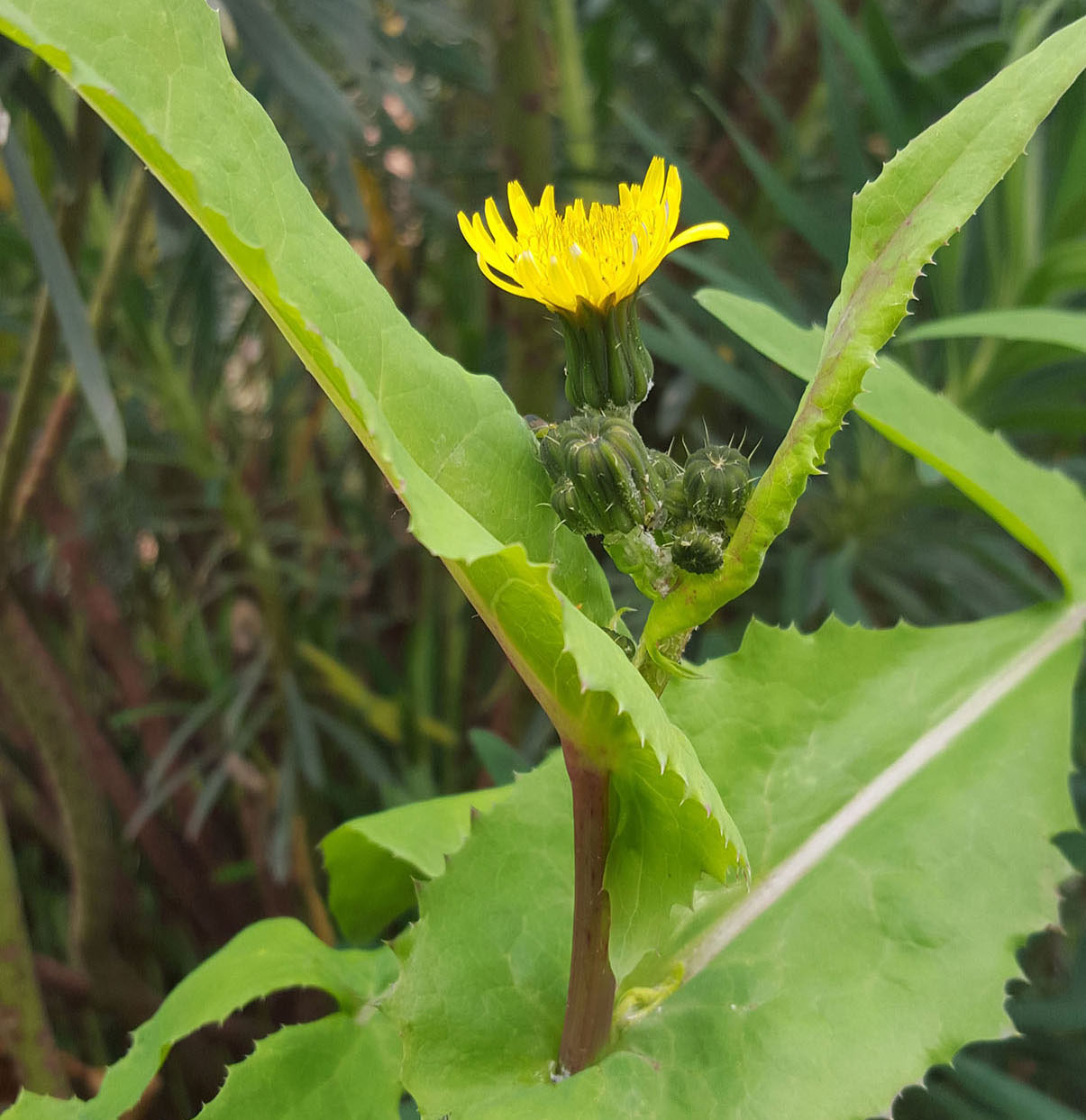 sonchus oleraceus 01 MP cergy5nov- lght