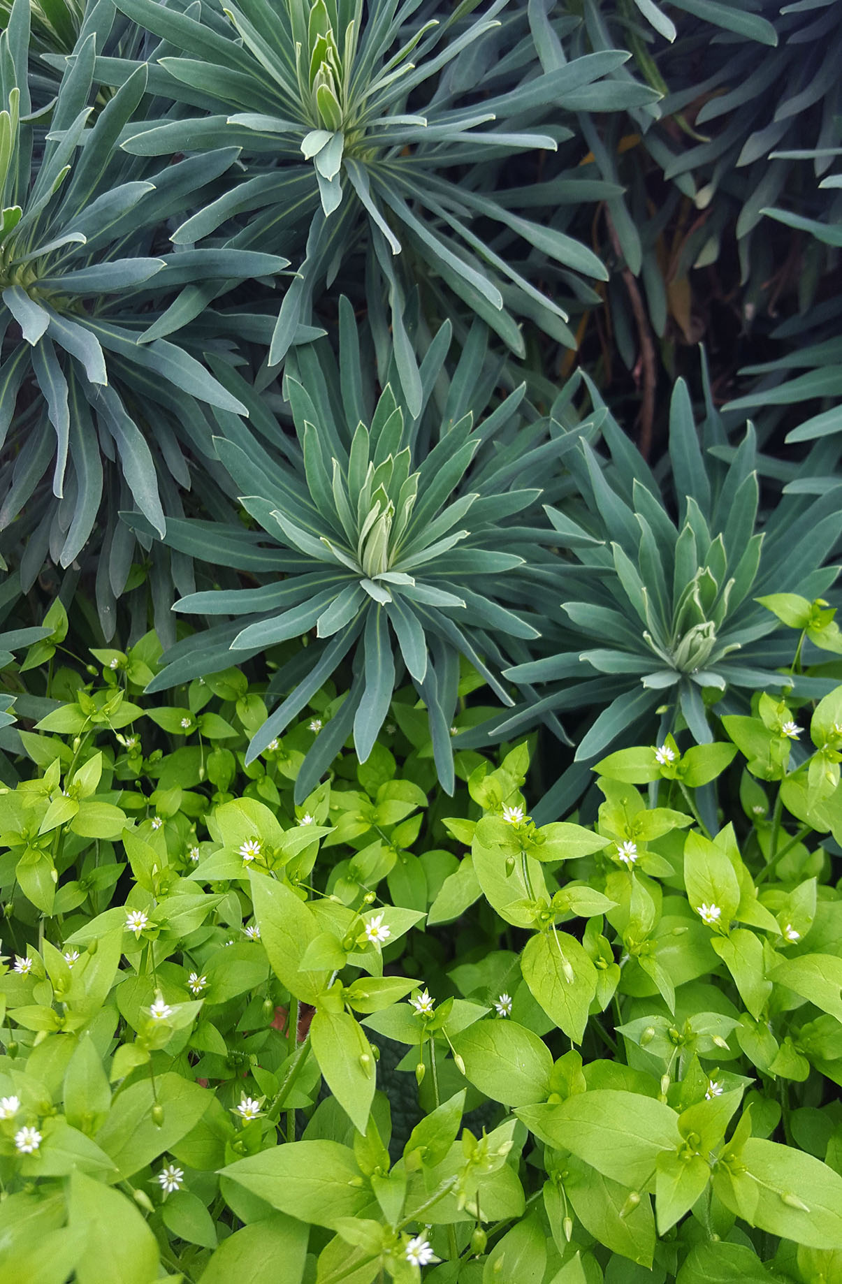 Stellaria media et Euphorbia characias © Marion Poiret