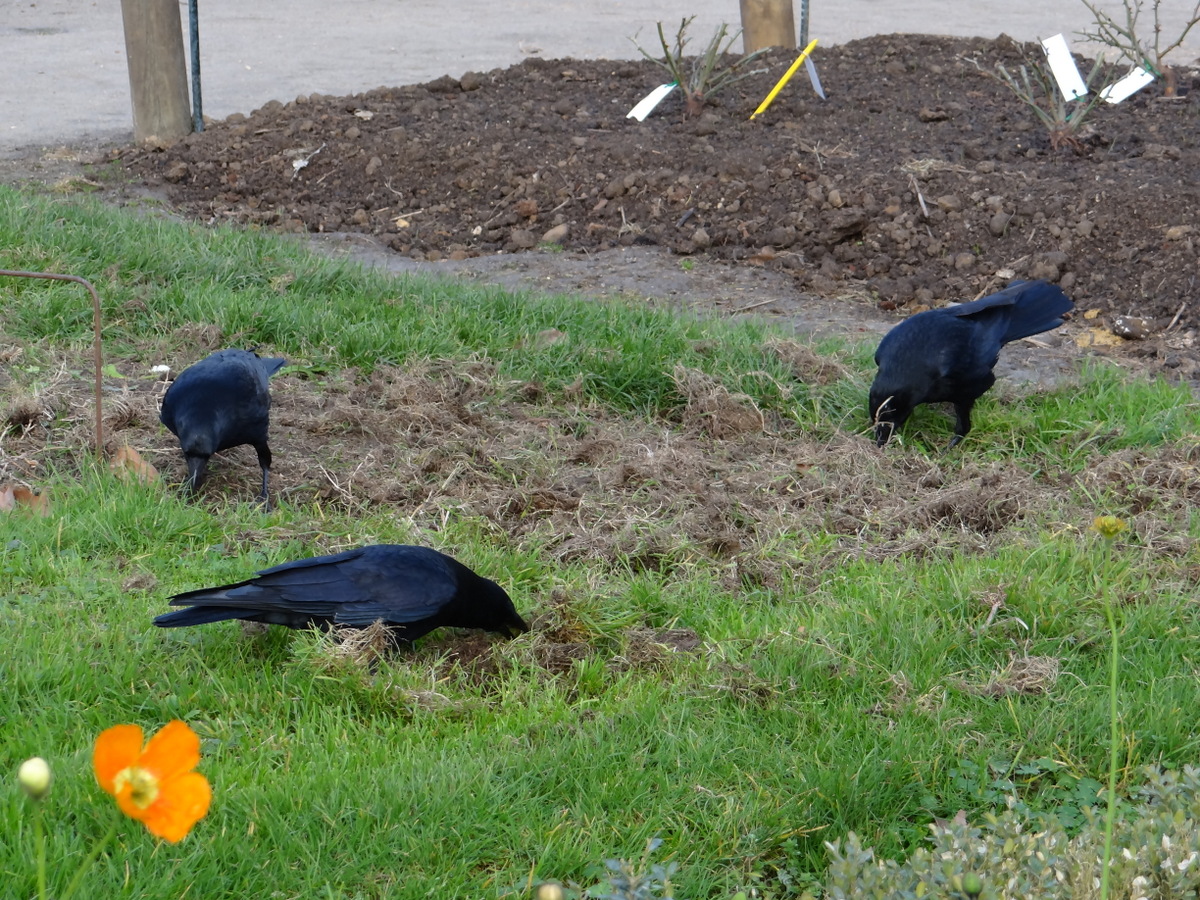Groupe de corneilles noires au jardin des Plantes © Gilles Carcassès