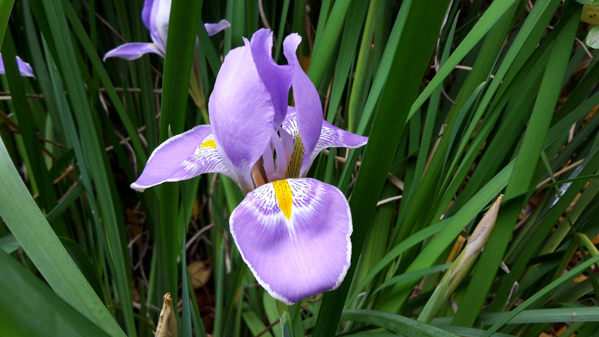 Iris inguicularis © Jean-Daniel Arnaud