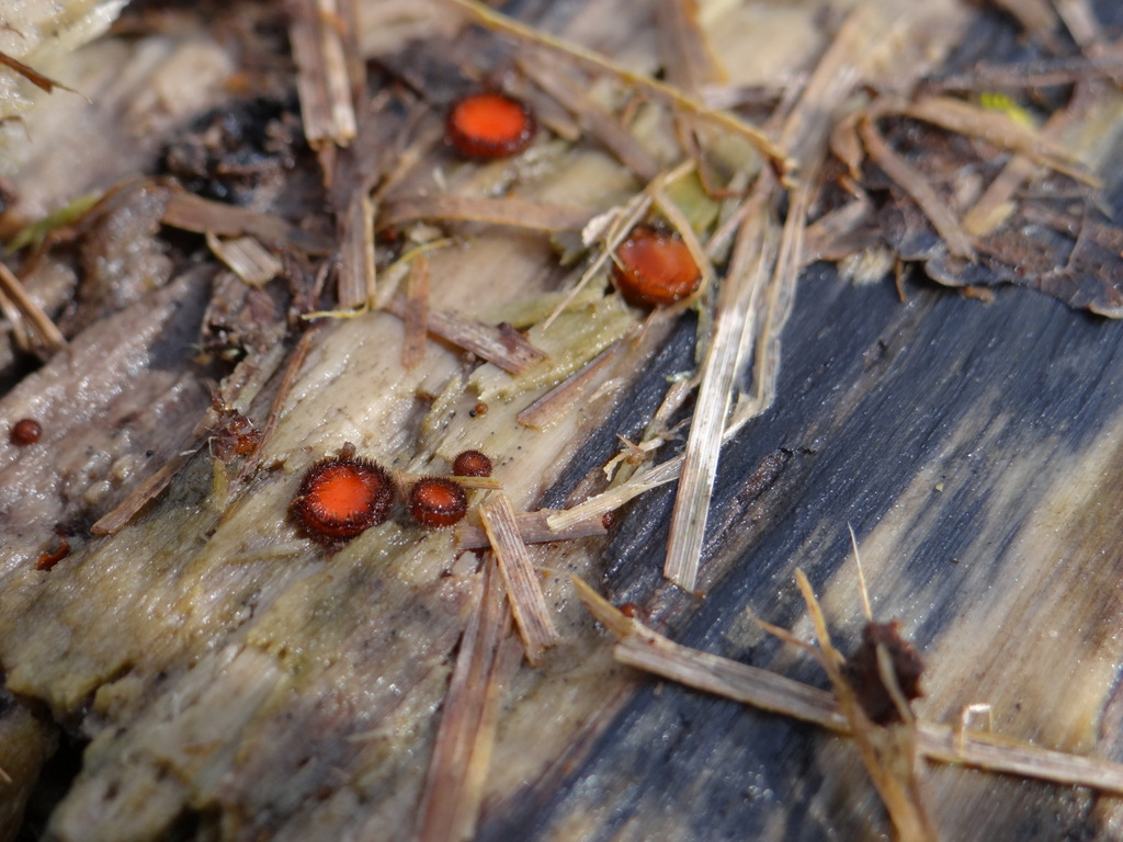 Troupe de Scutellinia sur un tronc de peuplier pourri © Gilles Carcassès