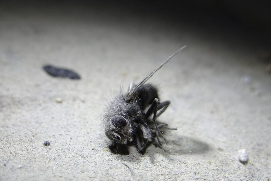 Une mouche Calliphoridae femelle © Gilles Carcassès
