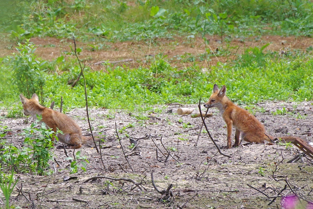 Deux jeunes renards - Eragny-sur-Oise © Morgane Wauthier - Verdi